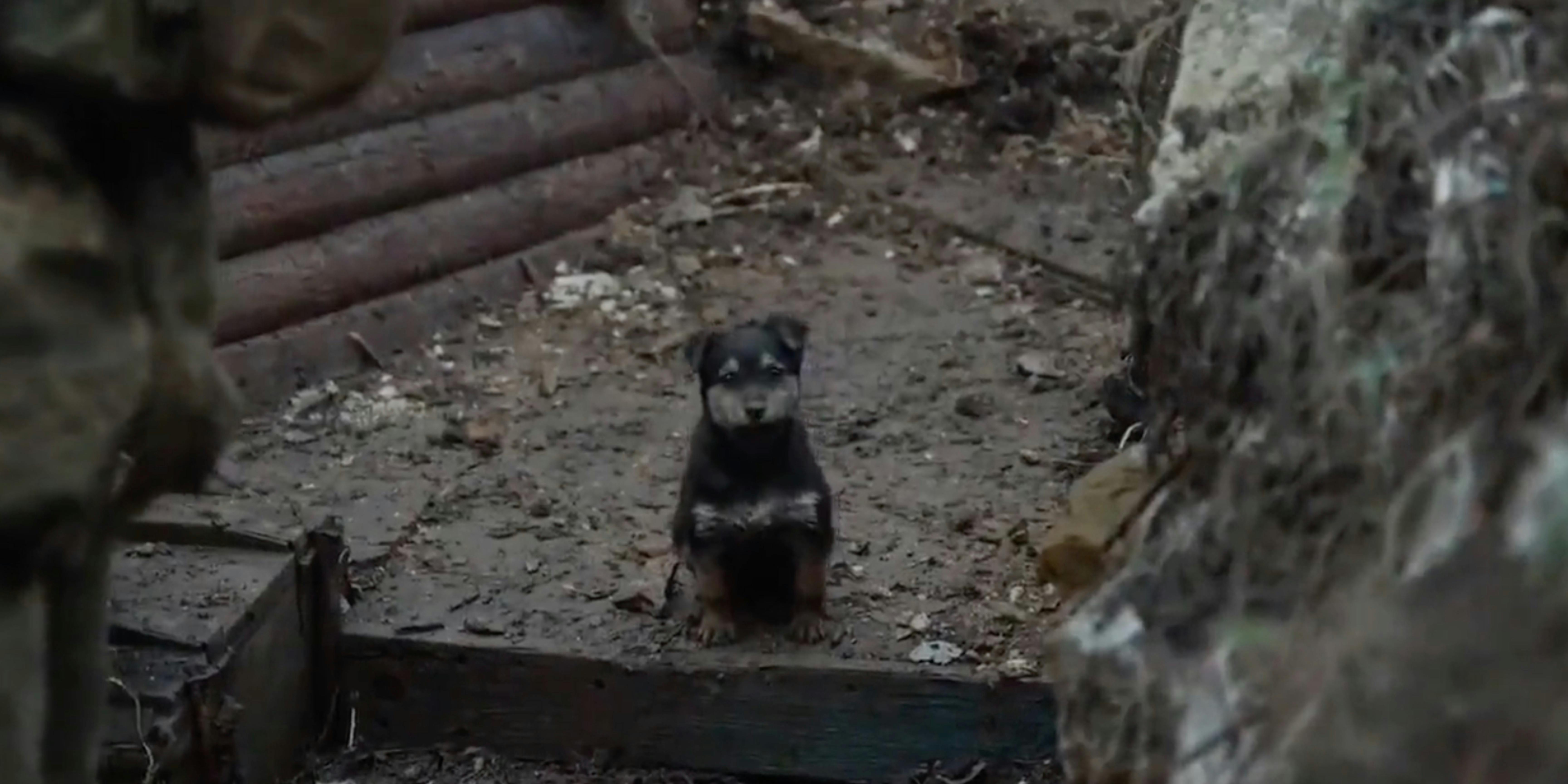 In times of war between humans, we shouldn't let animals suffer … — Ukraine  & Russia Pet Shelters 🐶🐱