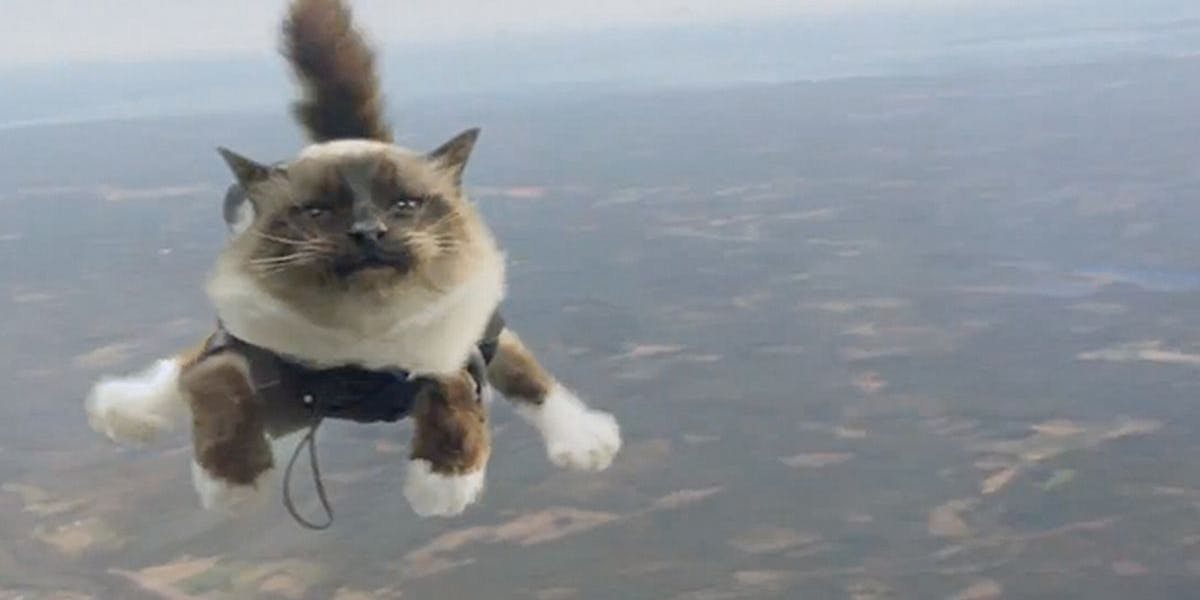 Thumbnail of Parachuting cats and 6 ways to improve sense-making for your DAO right now
