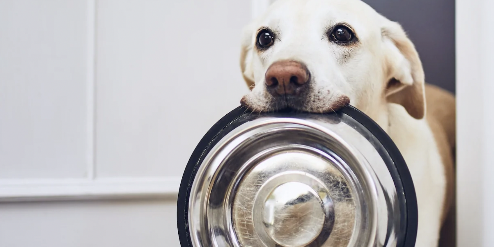 北美狗粮 狗罐头推荐 华人生活手册